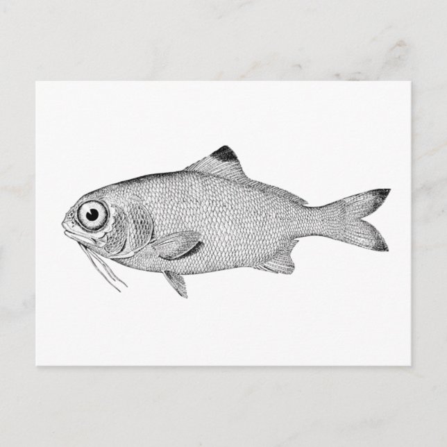 Carte Postale Étrange dessin de poisson vintage (Devant)