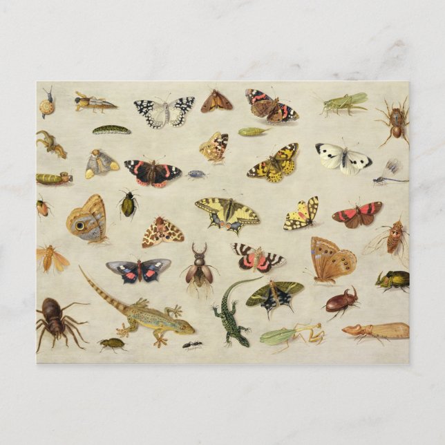 Carte Postale Étude des insectes (Devant)