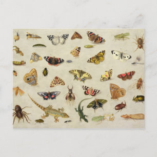 Carte Postale Étude des insectes