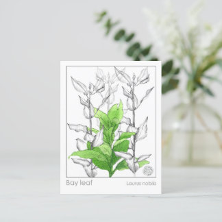 Carte Postale Étude des plantes de la baie Leaf Materia Medica