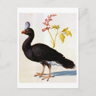 Carte Postale Étude d'une Curassow Helmeted, Arcimboldo