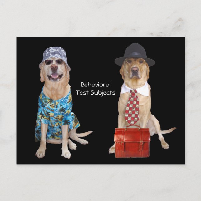 Carte Postale Étude sur le comportement animal/laboratoire/chien (Devant)