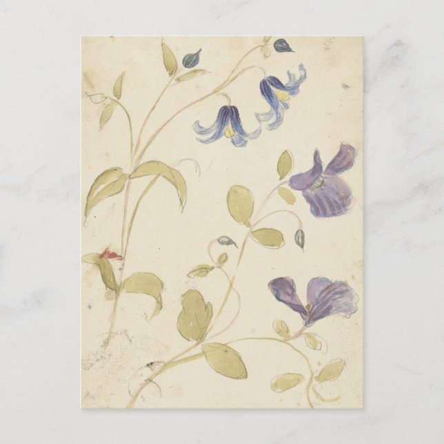 Carte Postale Études de fleurs violettes et bleues par Nijmegen (Devant)