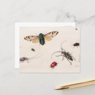 Carte Postale Études d'insectes par Johannes Bronckhorst