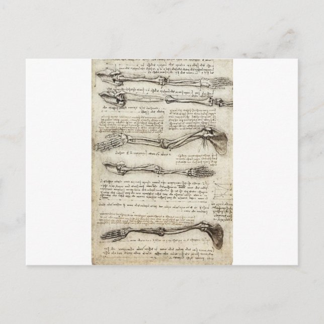Carte Postale Études du bras par Leonardo Da Vinci c. 1510 (Devant)