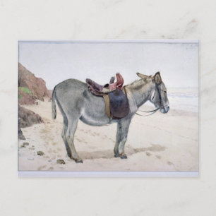 Carte Postale Études sur les animaux
