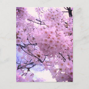Carte Postale Étui de téléphone Fleur de cerisier Sakura rose