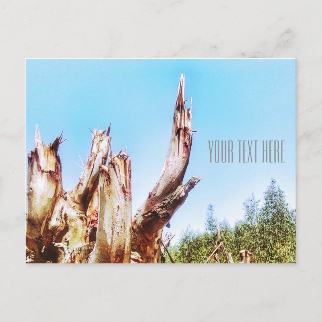 Carte postale Eucalyptus Tree Stump Blue Sky (Devant)