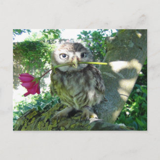 Carte Postale Eule mit Rose