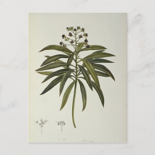 Carte Postale Euphorbia Mellifera (Devant)