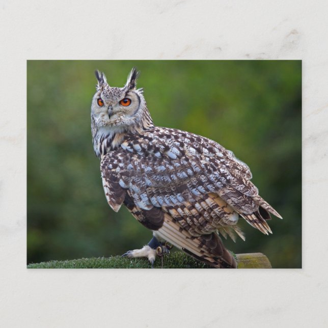 Carte postale Eurasian Eagle Owl (Devant)