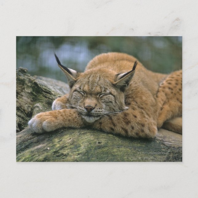 Carte Postale Europ �_ischer Luchs, Eurasischer Luchs (Lynx) (Devant)