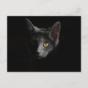 Carte Postale Europe à courte distance Chat noir Portrait de
