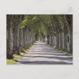 Carte Postale Europe, France, Cereste. Des arbres bordent cette