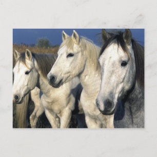Carte Postale Europe, France, Ile de la Camargue. Camargue 3