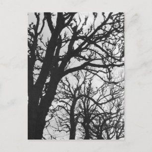Carte Postale Europe, France, Paris. Arbres d'hiver, Marco