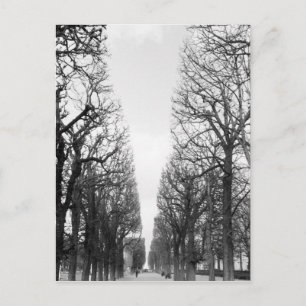 Carte Postale Europe, France, Paris. Arbres d'hiver, Marco Polo