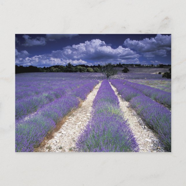 Carte Postale Europe, France, Provence. Lavander fields (Devant)
