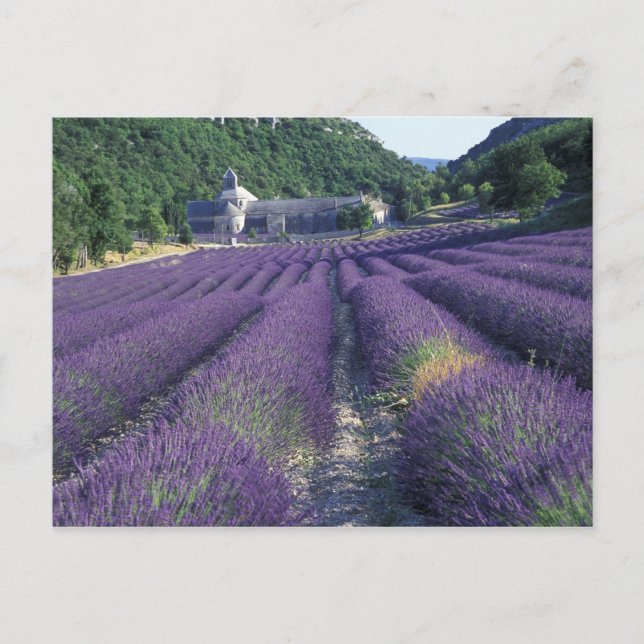 Carte Postale Europe, France, Provence. Lavander fields (Devant)