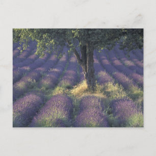 Carte Postale Europe, France, Provence, Sault, Lavande