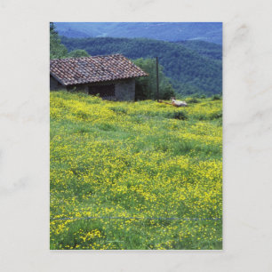 Carte Postale Europe, Italie, Toscane, Sienne, Chianti.
