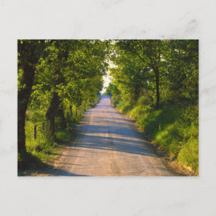 Carte Postale Europe, Italy, Tuscany, tree lined road