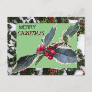 Carte Postale European Holly with Snow Merry Christmas Postcard