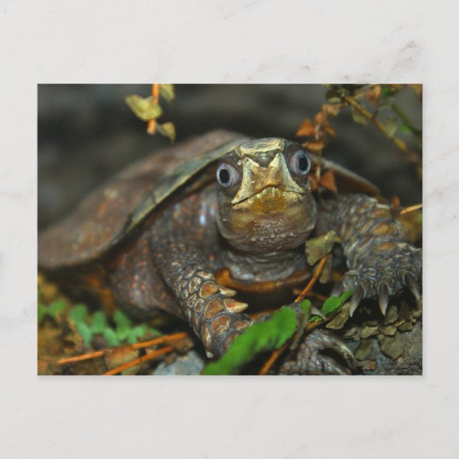 Carte Postale Evaar Tortoise Cutest (Devant)