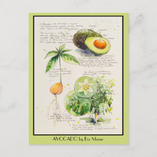 Carte Postale EVE Peint Avocado illustration botanique Poster
