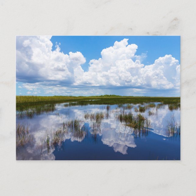 Carte Postale Everglades Natural Landscape (Devant)