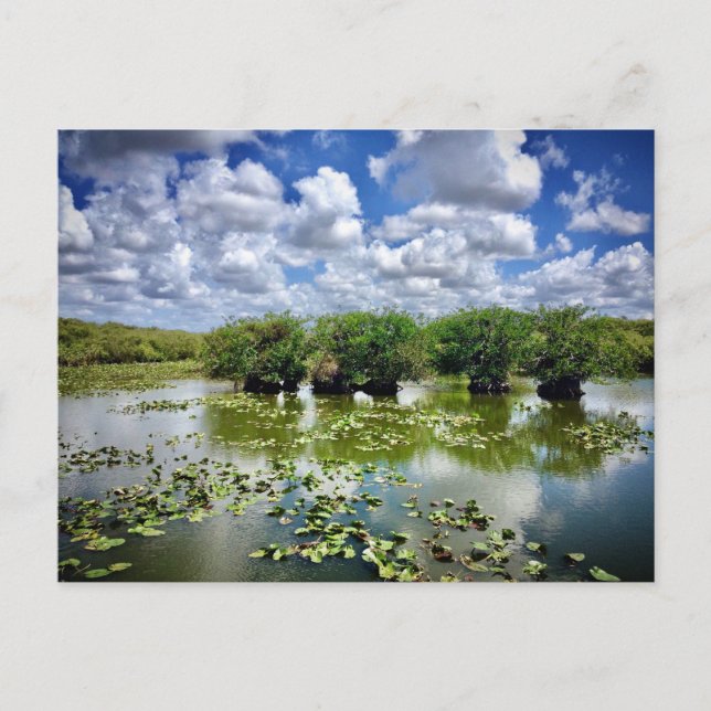 Carte Postale Everglades, Parc National, Floride (Devant)