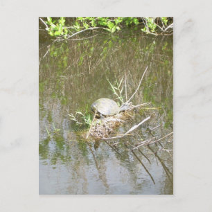 Carte Postale Everglades - tortoise