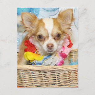 Carte Postale Evil - Cheveux longs Chihuahua -5