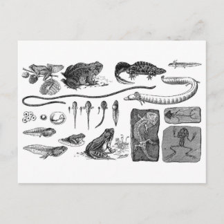 Carte Postale Évolution amphibie