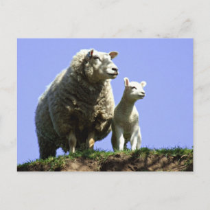 Carte postale Ewe et Lamb
