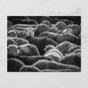 Carte Postale Ewes en noir et blanc