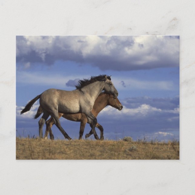 Carte Postale Exécution des années (Devant)