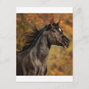 Carte Postale Exécution libre