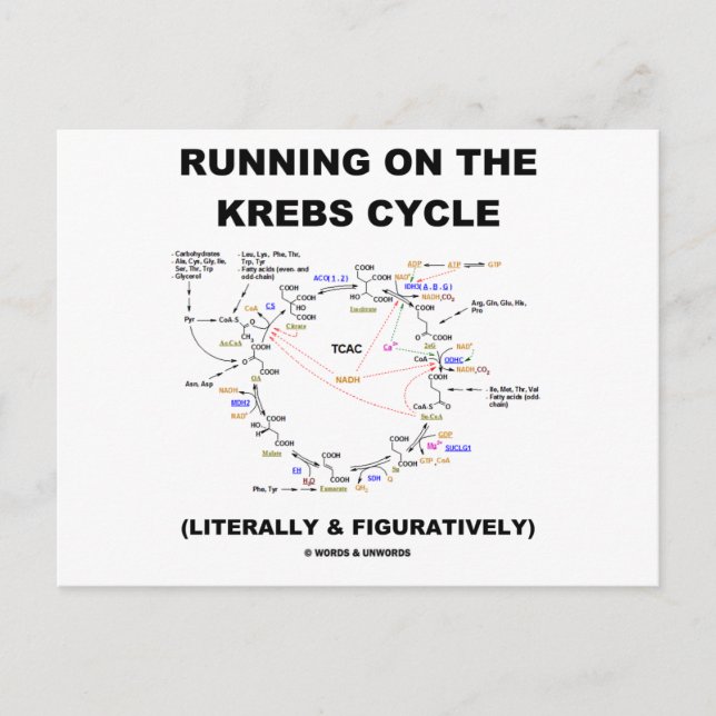 Carte Postale Exécution Sur Le Cycle Krebs (Humour Scientifique) (Devant)