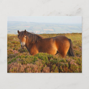 Carte Postale Exmoor pony, cheval, Somerset, Angleterre