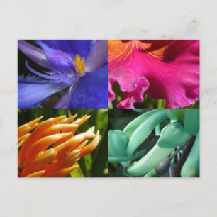 Carte Postale Exotic Blooms Postcard