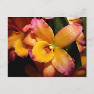 Carte postale Exotic Orchid
