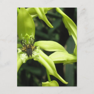 Carte postale Exotic Orchid