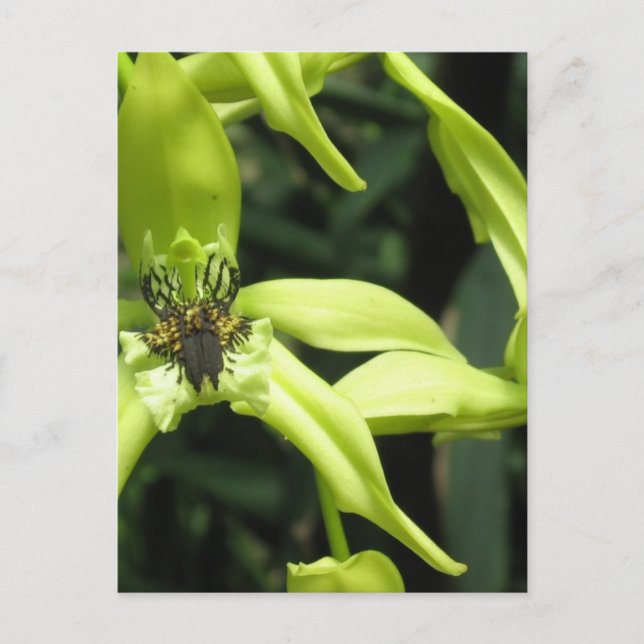 Carte postale Exotic Orchid (Devant)