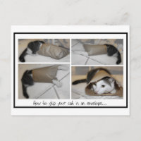 Expédier un chat par la poste drôle chats mignons