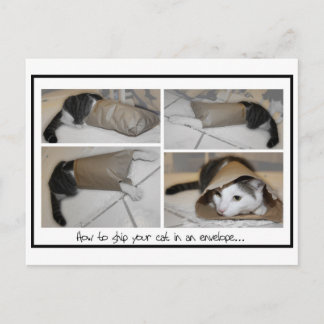 Carte Postale Expédier un chat par la poste drôle chats mignons