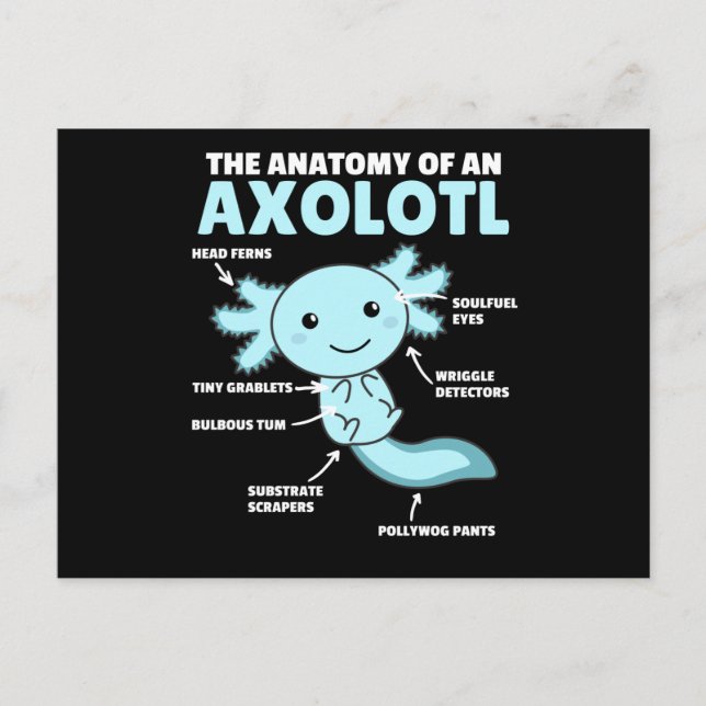 Carte Postale Explication Axolotl Anatomie D'Un Axolotl (Devant)