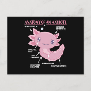 Carte Postale Explication Axolotl Anatomie D'Un Axolotl