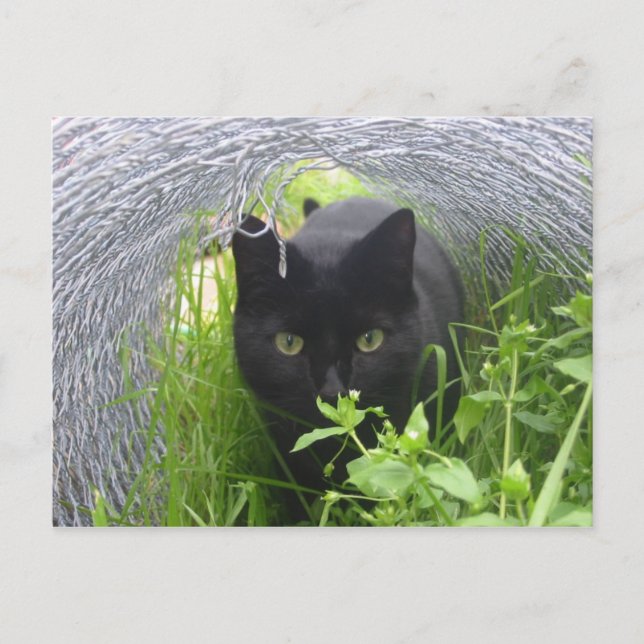 Carte Postale Explorer (Devant)