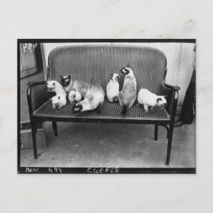 Carte Postale Exposition Cat Club - Mondial 494